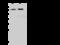 Bromodomain Containing 3 antibody, 204060-T32, Sino Biological, Western Blot image 