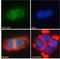 Zinc Finger Protein 423 antibody, LS-C112645, Lifespan Biosciences, Immunofluorescence image 