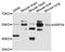 Signal Recognition Particle 54 antibody, MBS129183, MyBioSource, Western Blot image 