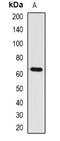 Interleukin 1 Receptor Type 1 antibody, orb378129, Biorbyt, Western Blot image 