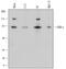 Diacylglycerol Kinase Epsilon antibody, MAB5125, R&D Systems, Western Blot image 