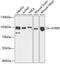 ATR Interacting Protein antibody, 22-734, ProSci, Western Blot image 