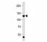 Fibroblast Growth Factor Receptor 1 antibody, F53032-0.4ML, NSJ Bioreagents, Western Blot image 