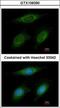 E3 ubiquitin-protein ligase RNF6 antibody, GTX106390, GeneTex, Immunofluorescence image 