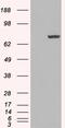 Peptidyl Arginine Deiminase 4 antibody, 46-126, ProSci, Western Blot image 