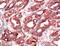 Receptor For Activated C Kinase 1 antibody, PA5-32569, Invitrogen Antibodies, Immunohistochemistry paraffin image 