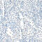 RNA Binding Motif Protein 17 antibody, 19-006, ProSci, Immunohistochemistry frozen image 