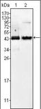 Alpha-Methylacyl-CoA Racemase antibody, orb88958, Biorbyt, Western Blot image 