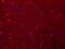 CD11b antibody, NB110-40766, Novus Biologicals, Immunohistochemistry frozen image 