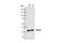 WD Repeat Domain 77 antibody, 2823S, Cell Signaling Technology, Western Blot image 