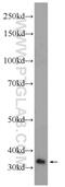 Exonuclease 3'-5' Domain Containing 1 antibody, 17313-1-AP, Proteintech Group, Enzyme Linked Immunosorbent Assay image 