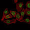 THAP Domain Containing 11 antibody, M08519, Boster Biological Technology, Immunofluorescence image 