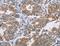 1-Acylglycerol-3-Phosphate O-Acyltransferase 4 antibody, LS-C401200, Lifespan Biosciences, Immunohistochemistry frozen image 