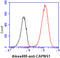 Calpain small subunit 1 antibody, GTX57626, GeneTex, Flow Cytometry image 