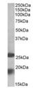 Mitochondrial Inner Membrane Protein MPV17 antibody, orb125064, Biorbyt, Western Blot image 