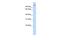 Thioredoxin Domain Containing 16 antibody, PA5-69614, Invitrogen Antibodies, Western Blot image 