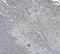 Protein Disulfide Isomerase Family A Member 5 antibody, A09898, Boster Biological Technology, Immunohistochemistry paraffin image 