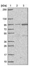 GPI ethanolamine phosphate transferase 1 antibody, PA5-59149, Invitrogen Antibodies, Western Blot image 