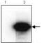 HA tag antibody, AM26716PU-L, Origene, Western Blot image 