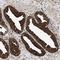 Zinc Finger HIT-Type Containing 6 antibody, NBP1-88683, Novus Biologicals, Immunohistochemistry frozen image 