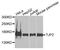 Tight Junction Protein 2 antibody, LS-B14372, Lifespan Biosciences, Western Blot image 