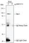Nibrin antibody, MAB15731, R&D Systems, Immunoprecipitation image 