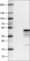 MCL1 Apoptosis Regulator, BCL2 Family Member antibody, NBP2-52968, Novus Biologicals, Western Blot image 