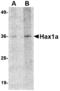 HCLS1 Associated Protein X-1 antibody, A01495, Boster Biological Technology, Western Blot image 