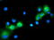 Mitogen-Activated Protein Kinase 12 antibody, LS-C172495, Lifespan Biosciences, Immunofluorescence image 
