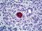 Insulin antibody, LS-C87732, Lifespan Biosciences, Immunohistochemistry paraffin image 