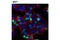 TPX2 Microtubule Nucleation Factor antibody, 12833S, Cell Signaling Technology, Immunofluorescence image 