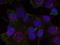REL Proto-Oncogene, NF-KB Subunit antibody, orb14754, Biorbyt, Immunofluorescence image 