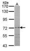 RAP1 GTPase Activating Protein antibody, PA5-29841, Invitrogen Antibodies, Western Blot image 