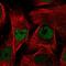 MORC Family CW-Type Zinc Finger 2 antibody, NBP1-89295, Novus Biologicals, Immunofluorescence image 