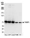 Thimet Oligopeptidase 1 antibody, A305-433A, Bethyl Labs, Western Blot image 