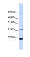 Small Nuclear Ribonucleoprotein Polypeptide F antibody, orb324860, Biorbyt, Western Blot image 