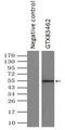 Tubulin Alpha 8 antibody, GTX83462, GeneTex, Immunoprecipitation image 