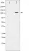 GRB2-associated-binding protein 1 antibody, TA325491, Origene, Western Blot image 