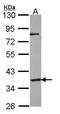 G Protein-Coupled Receptor 45 antibody, PA5-21310, Invitrogen Antibodies, Western Blot image 