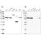 NEDD8 Activating Enzyme E1 Subunit 1 antibody, PA5-59836, Invitrogen Antibodies, Western Blot image 