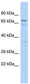 Growth Arrest Specific 2 Like 3 antibody, TA331428, Origene, Western Blot image 