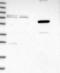  antibody, NBP1-89833, Novus Biologicals, Western Blot image 