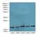 Peptidyl-prolyl cis-trans isomerase-like 3 antibody, LS-C397494, Lifespan Biosciences, Western Blot image 