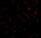 Endoplasmic Reticulum To Nucleus Signaling 1 antibody, 3657, ProSci Inc, Immunofluorescence image 