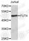 Fuc-TVII antibody, A9504, ABclonal Technology, Western Blot image 