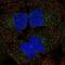 WNK Lysine Deficient Protein Kinase 3 antibody, PA5-67465, Invitrogen Antibodies, Immunofluorescence image 