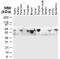 TNF Receptor Associated Factor 5 antibody, NB100-56178, Novus Biologicals, Western Blot image 