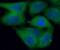 Protein-arginine deiminase type-2 antibody, FNab06104, FineTest, Immunofluorescence image 