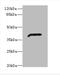 Alcohol Dehydrogenase 7 (Class IV), Mu Or Sigma Polypeptide antibody, A55635-100, Epigentek, Western Blot image 