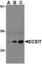 ECSIT Signalling Integrator antibody, NBP1-76594, Novus Biologicals, Western Blot image 